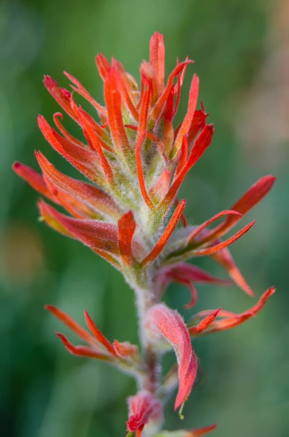 Indian Paintbrush Wyoming Photos Free & RoyaltyFree Stock Photos from Dreamstime