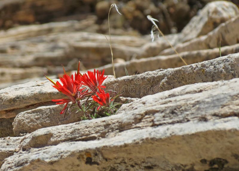 Indian Paintbrush