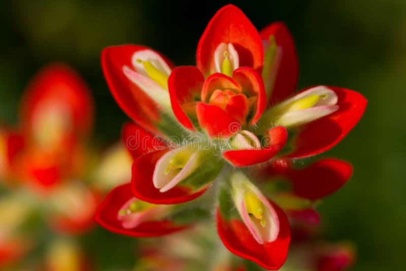 Indian Paintbrush macro. royalty free stock photos