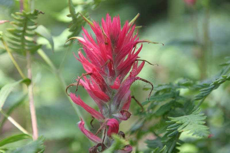 Indian Paintbrush Wildflower Picture. Image 29096170