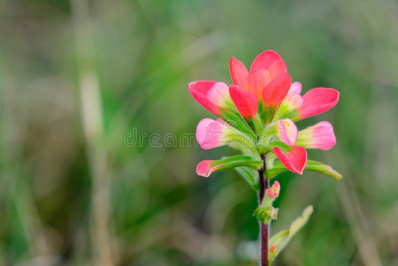 Indian Paintbrush Wildflower, Pink Selective focus Foreground, g