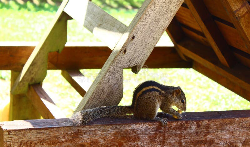 Indian palm squirrel eats cashew stock photography
