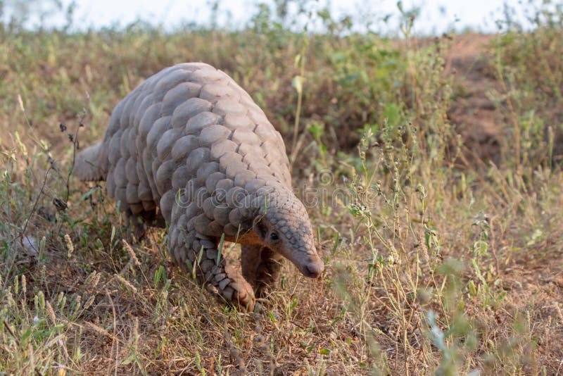 Indian Pangolin or Anteater Manis crassicaudata one of the most trafficked wildlife species. For its meat and scales