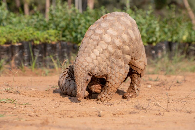 Indian Pangolin or Anteater Manis crassicaudata one of the most trafficked wildlife species