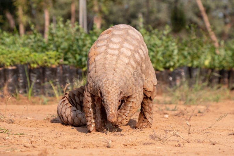 Indian Pangolin or Anteater Manis crassicaudata one of the most trafficked wildlife species