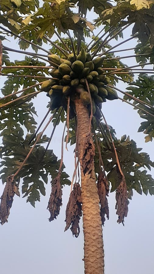 Indian Papaya Tree with Fruit Raw Type Stock Image Image of tree