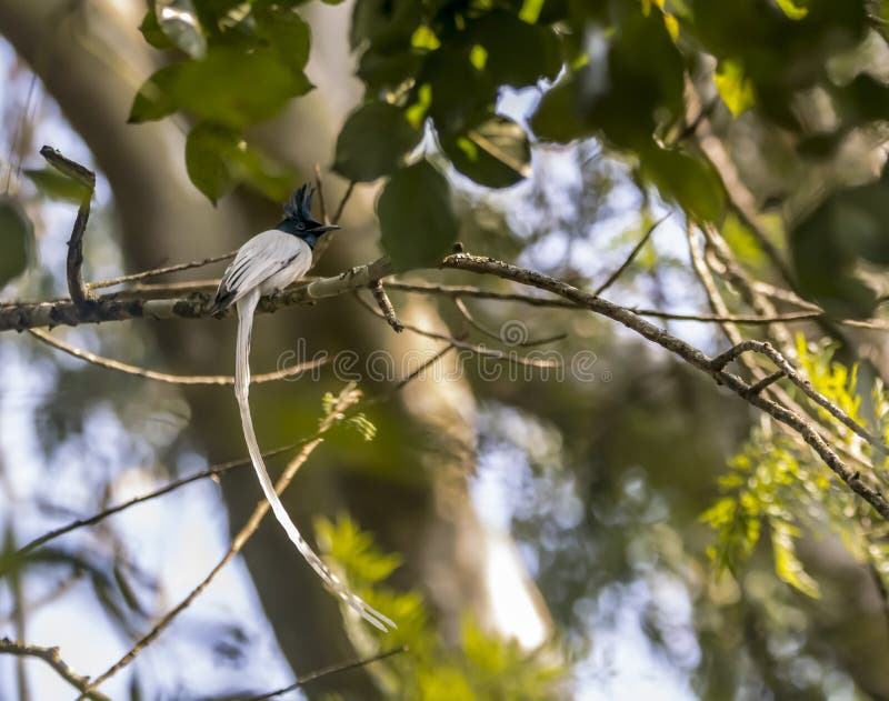 The Indian paradise flycatcher or Terpsiphone paradisi. The Indian paradise flycatcher is a medium-sized passerine bird native to Asia that is widely distributed royalty free stock images The Indian paradise flycatcher or Terpsiphone paradisi. The Indian paradise flycatcher is a medium-sized passerine bird native to Asia that is widely distributed royalty free stock images