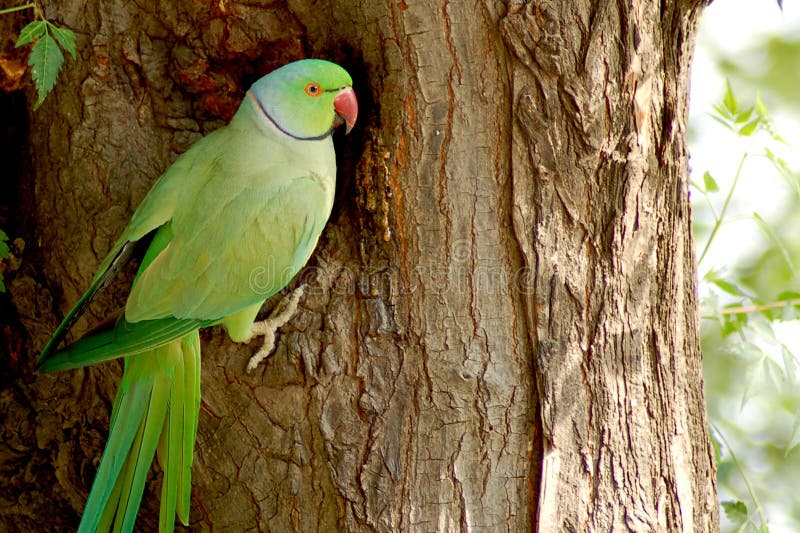 Download Indian parrot stock photo. Image of garden, feather, park - 9905492