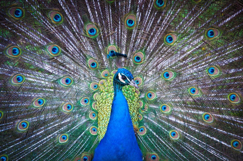 Beautiful indian peacock in full display with tail fanned. Beautiful indian peacock in full display with tail fanned.