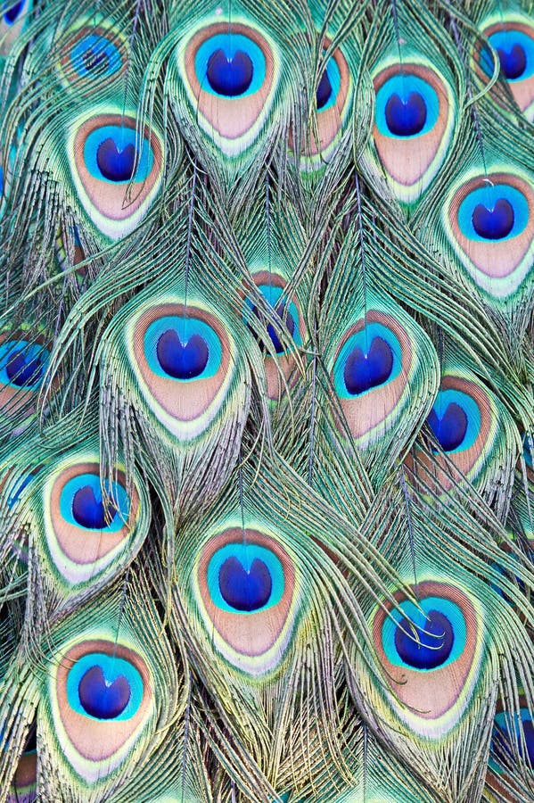 Indian Peacock Feathers stock image. Image of detail - 89293525