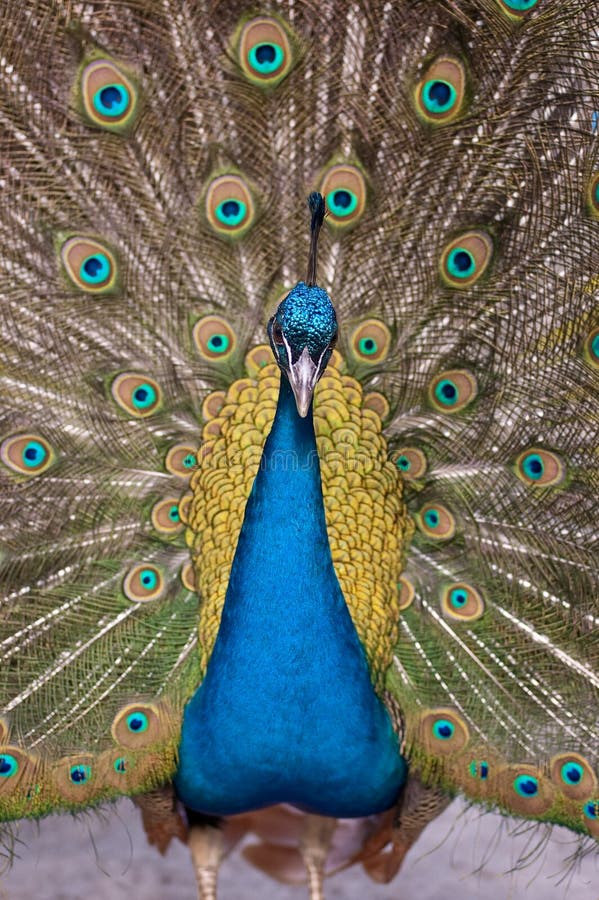 Male Indian peacock with tail feathers fanned.