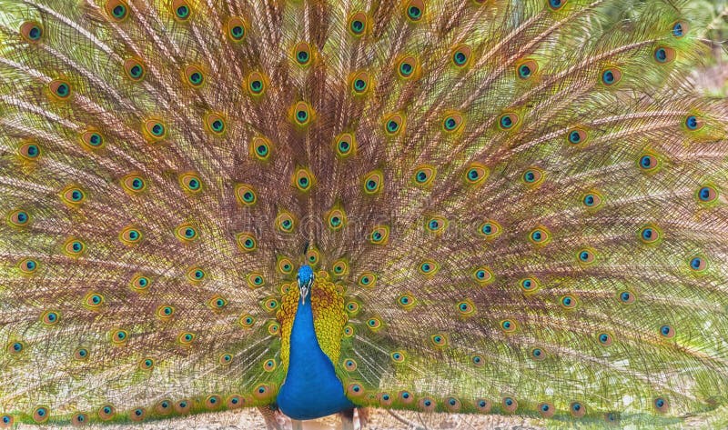 Indian peafowl, the common peafowl, blue peafowl. The close-up image of the male Indian peafowl s tail is fanned. Indian peacock in full display. Indian peafowl, the common peafowl, blue peafowl. The close-up image of the male Indian peafowl s tail is fanned. Indian peacock in full display