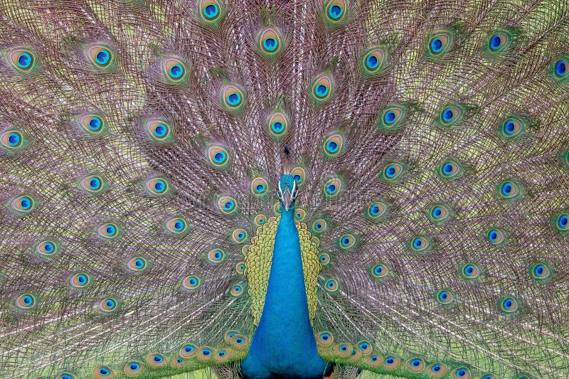 Indian peafowl colors with patterns