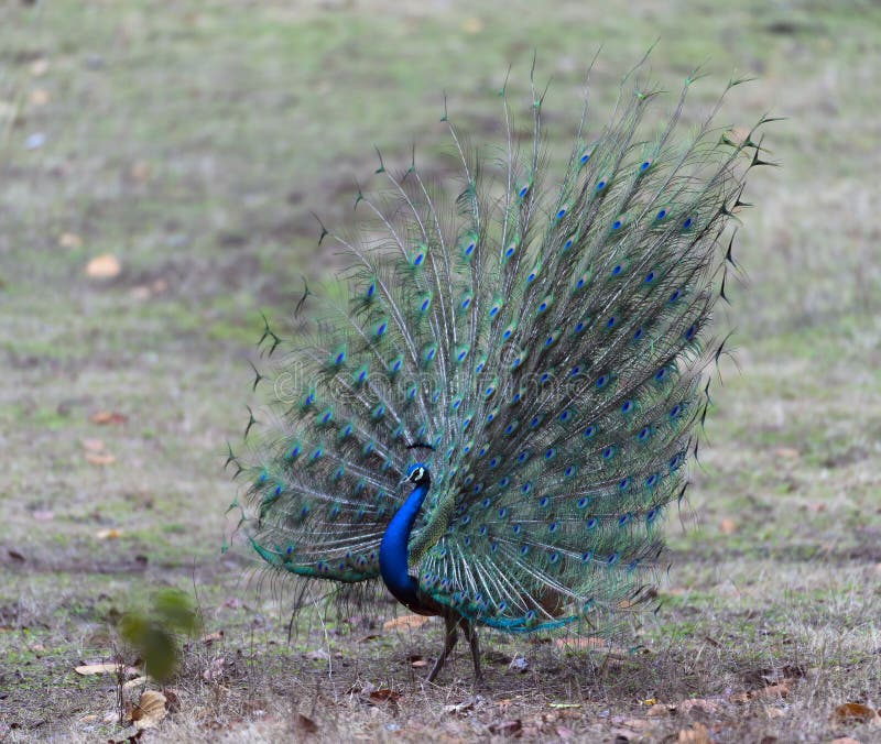 Indian peafowl or blue peafowl Pavo cristatus, with tail fanned, showing all it`s colours, India, Asia. Indian peafowl or blue peafowl Pavo cristatus, with tail fanned, showing all it`s colours, India, Asia