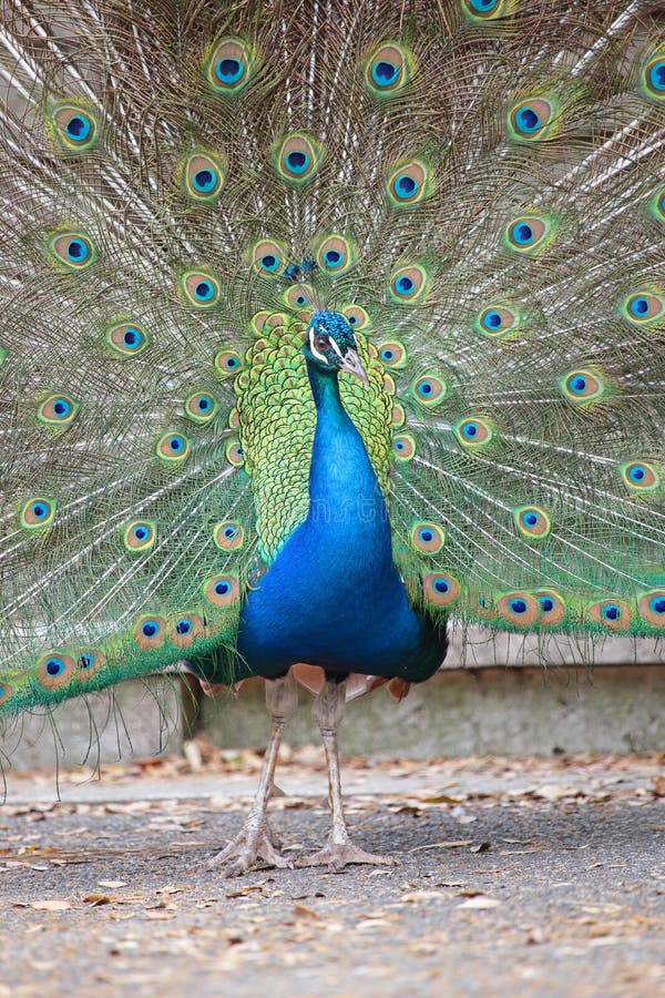 Portrait of an indian peafowl (Pavo cristatus) with its tail opened. Portrait of an indian peafowl (Pavo cristatus) with its tail opened