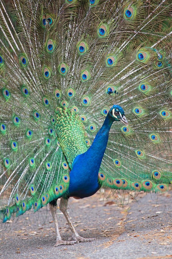 Portrait of an indian peafowl (Pavo cristatus) with its tail opened. Portrait of an indian peafowl (Pavo cristatus) with its tail opened