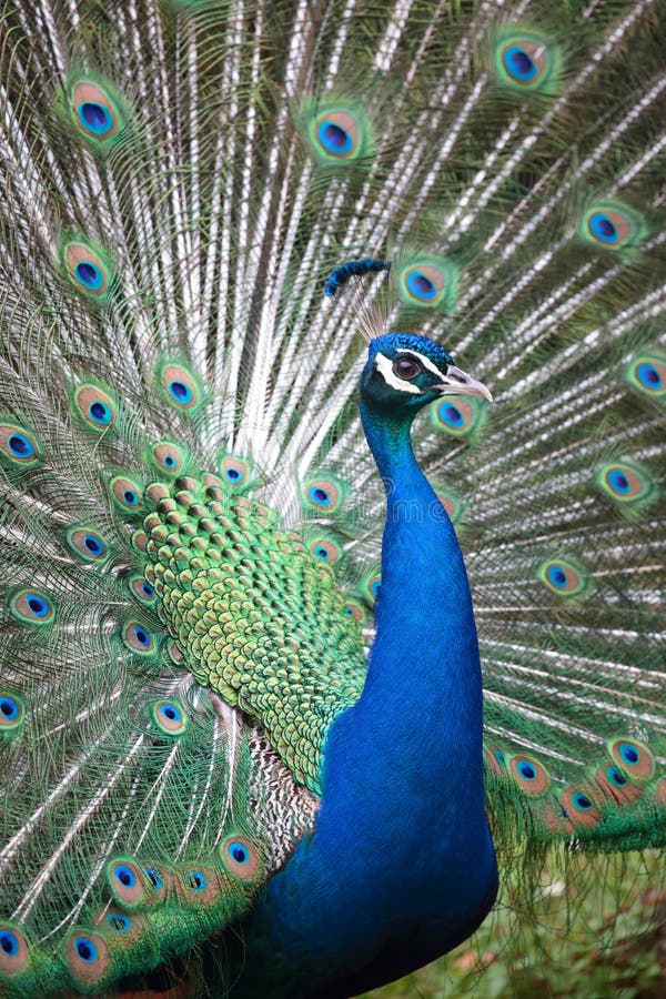 Portrait of an indian peafowl (Pavo cristatus) with its tail opened. Portrait of an indian peafowl (Pavo cristatus) with its tail opened