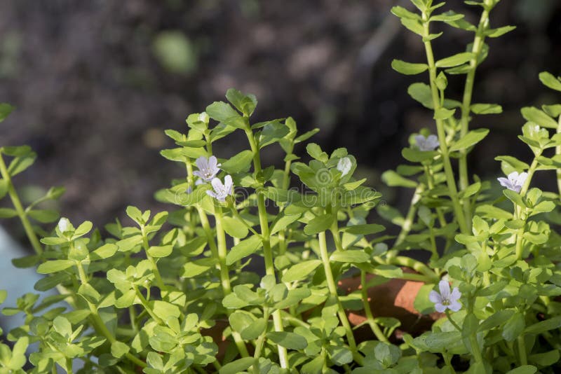 Indian Pennywort, Brahmi, Bacopa Monnieri,flower and Green Leaves on a  Natural Background. Stock Image - Image of andrographolide, herb: 187357233