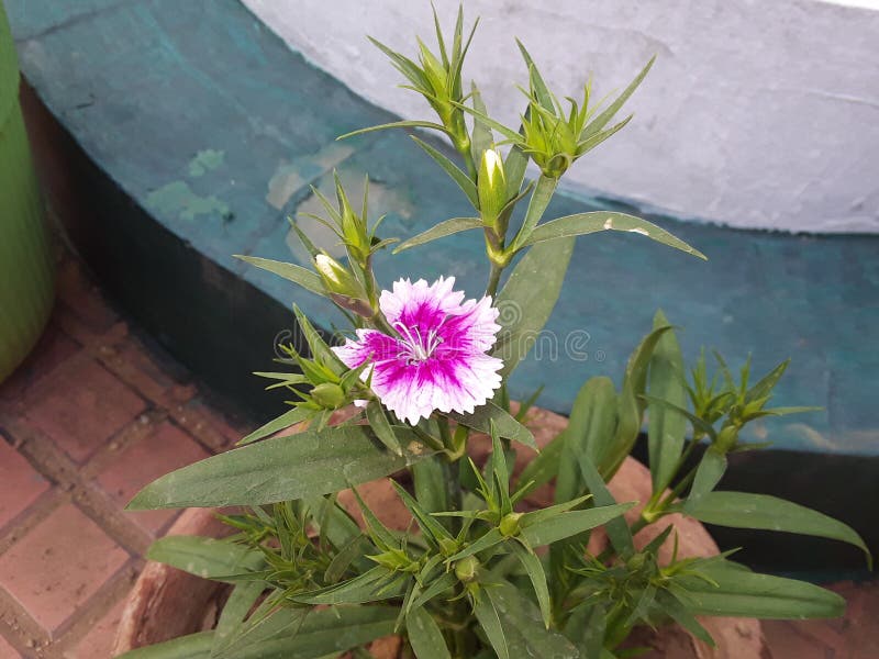 The Indian phlox  flower plant.phlox or patua bud flower green leaf plant