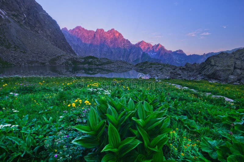 Indian poke flowers in High Tatras