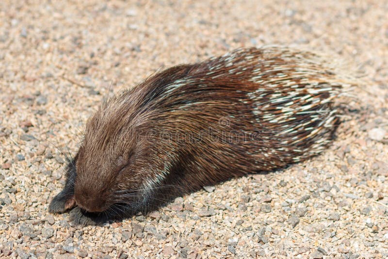 Indian Porcupine, Hystrix Indica. Photo of a Porcupine in Its Natural Environment Stock Image - Image of brown, cute: 235109923 Indian Porcupine, Hystrix Indica. Photo of a Porcupine in Its Natural Environment Stock Image - Image of brown, cute: 235109923