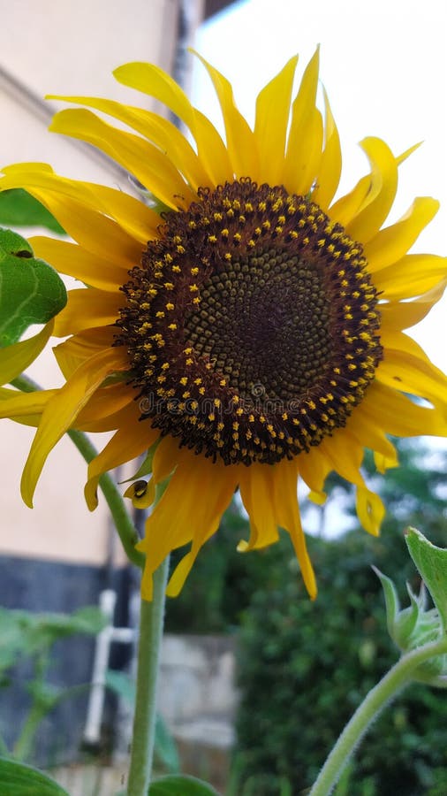 Closeup of Indian-potato or Tall sunflower &#x28;Helianthus giganteus&#x29; flower in the garden