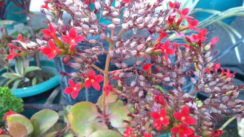 Indian red sort blomma vid parken. Blomman i rött färg på parken är fantastisk för att ändra sinnet