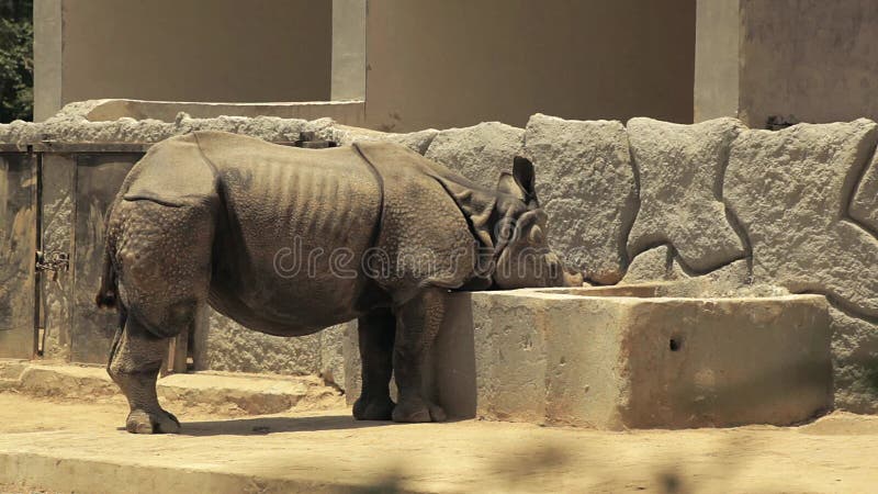 Indian rhinoceros eating his food.