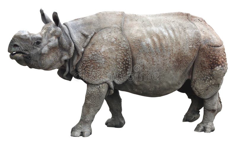 habitat of one horned rhinoceros habitat of one horned rhinoceros