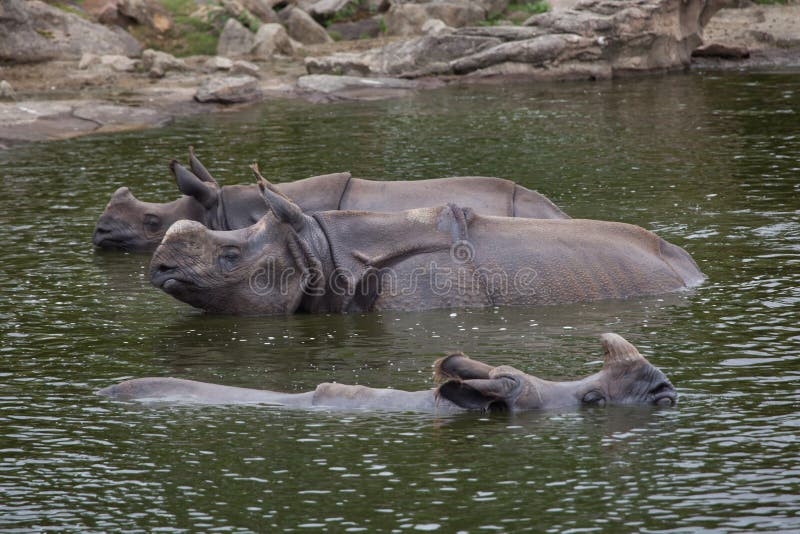 rhinoceros unicornis trading rhinoceros unicornis trading