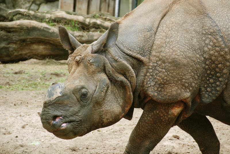 The Indian rhinoceros royalty free stock photography The Indian rhinoceros royalty free stock photography