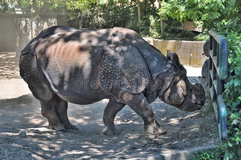Indian rhinoceros royalty free stock photo Indian rhinoceros royalty free stock photo