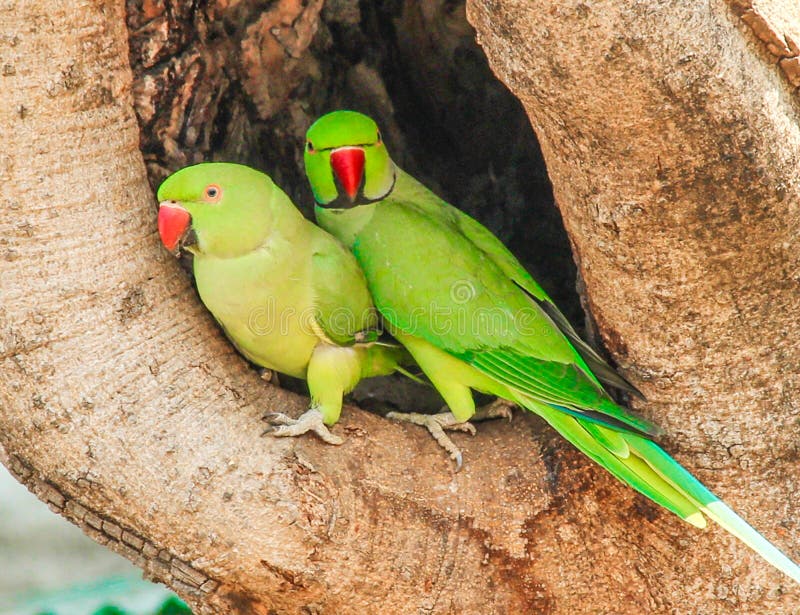 Premium Photo | The rose-ringed parakeet also known as the ring-necked  parakeet is a medium-sized parrot