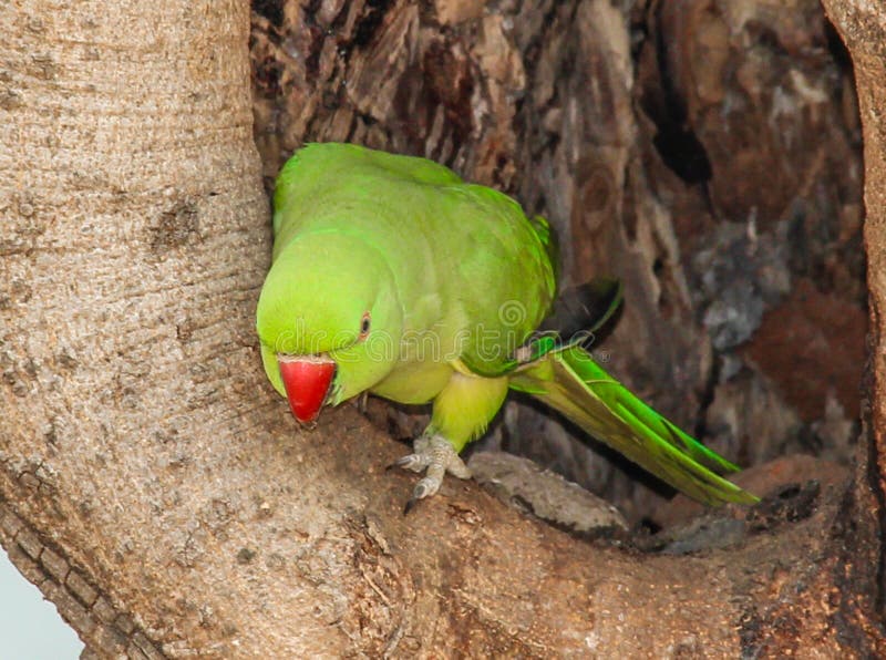 File:Rose-ringed Parakeet Psittacula krameri Female DSCN8927 (16).jpg -  Wikimedia Commons
