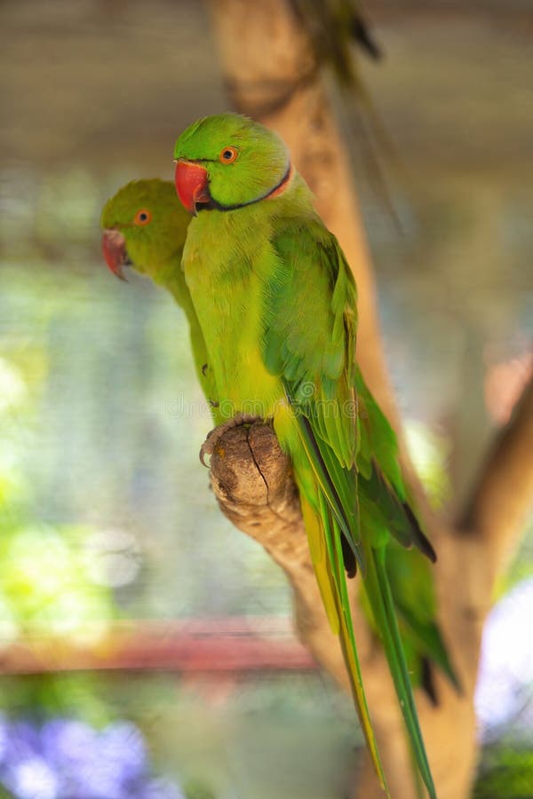 1,785 Indian Green Parrot Stock Photos - Free & Royalty-Free Stock ...