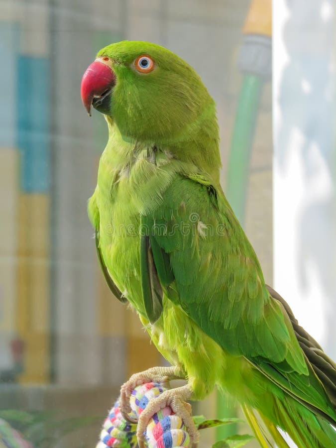 Rose-ringed Parakeet – birdfinding.info