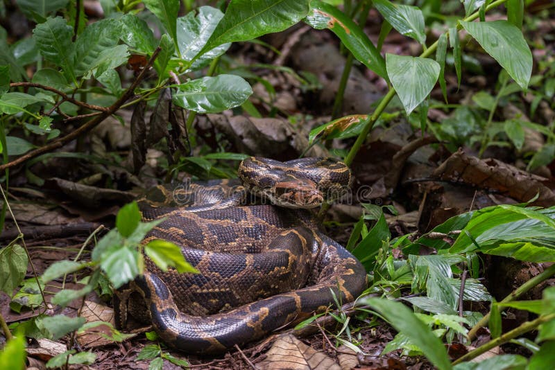 Indian Rock Python coiled in forest floor.