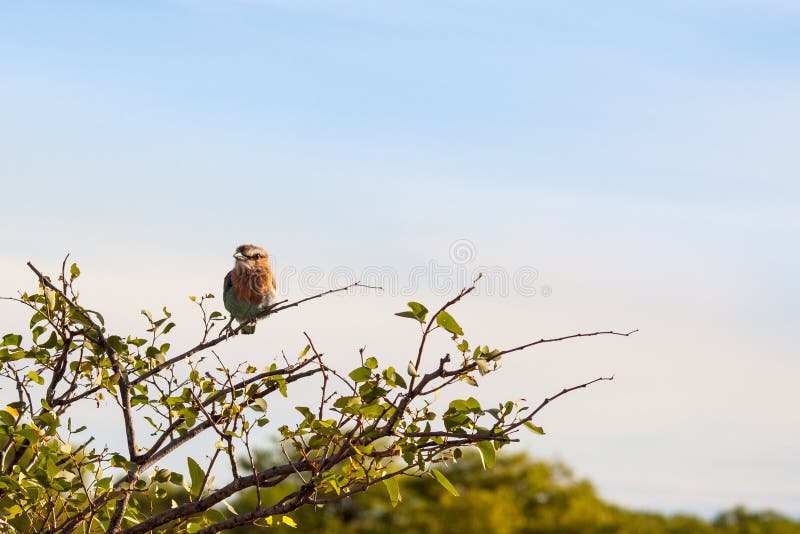 Indian Roller Bird Sitting on a Tree, Namibia stock images Indian Roller Bird Sitting on a Tree, Namibia stock images
