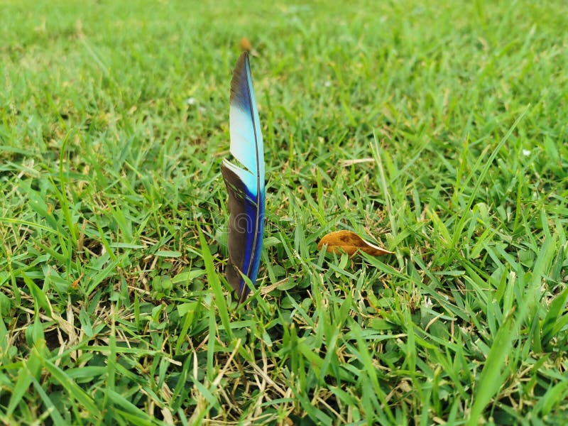 Indian Roller`s Feather on Ground Stock Image Image of bird, feather