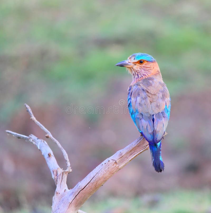 Indian roller stock image. Image of birds, roller, tadoba 93155597