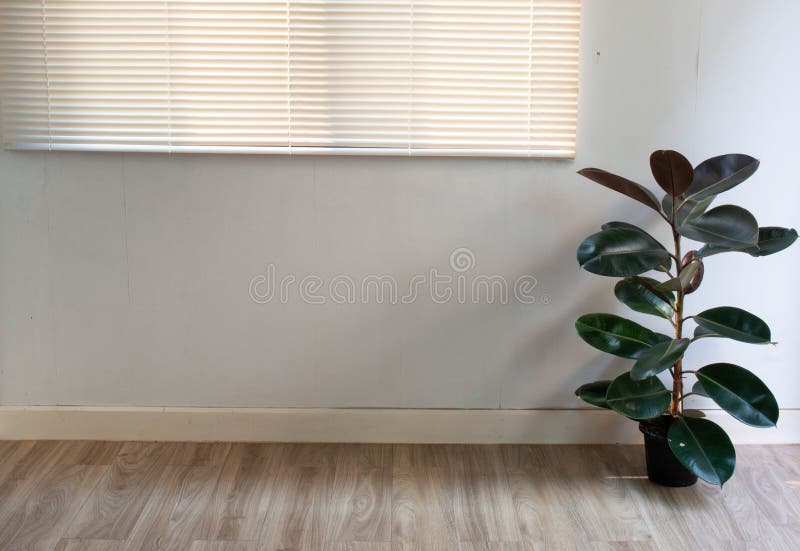 150 Inside Rubber Tree Stock Photos Free & RoyaltyFree Stock Photos