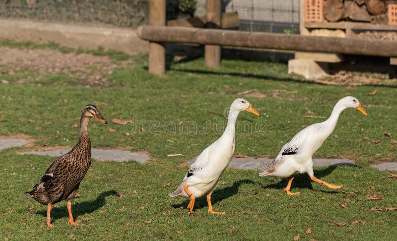 Indian runner ducks