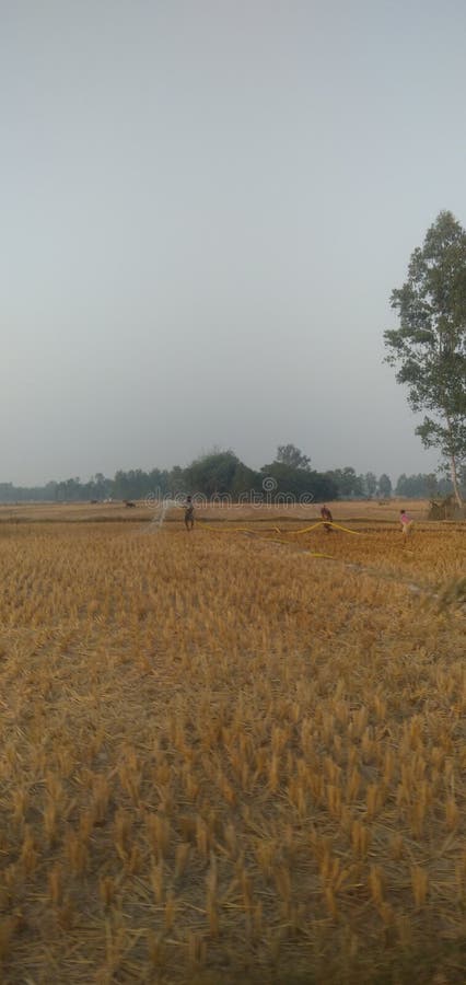 INDIAN RURAL MANS WORK IN FIELD stock photo
