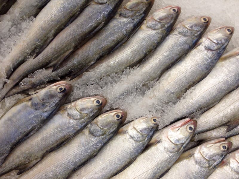 Salmon Fish Images In India AnaCandelaioull