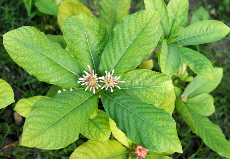 Indian Snake Root tree. stock photo. Image of blossom - 244476394
