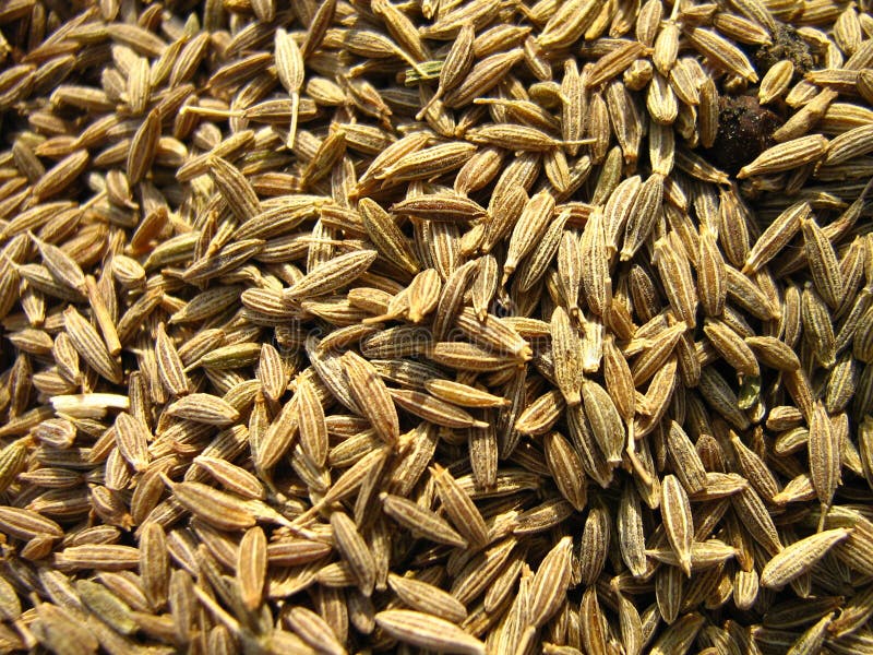 Indian Spice - Cumin Seeds