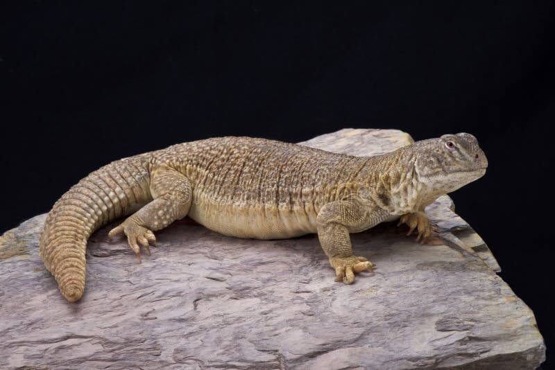 Indian spiny-tailed lizard (Saara hardwickii)