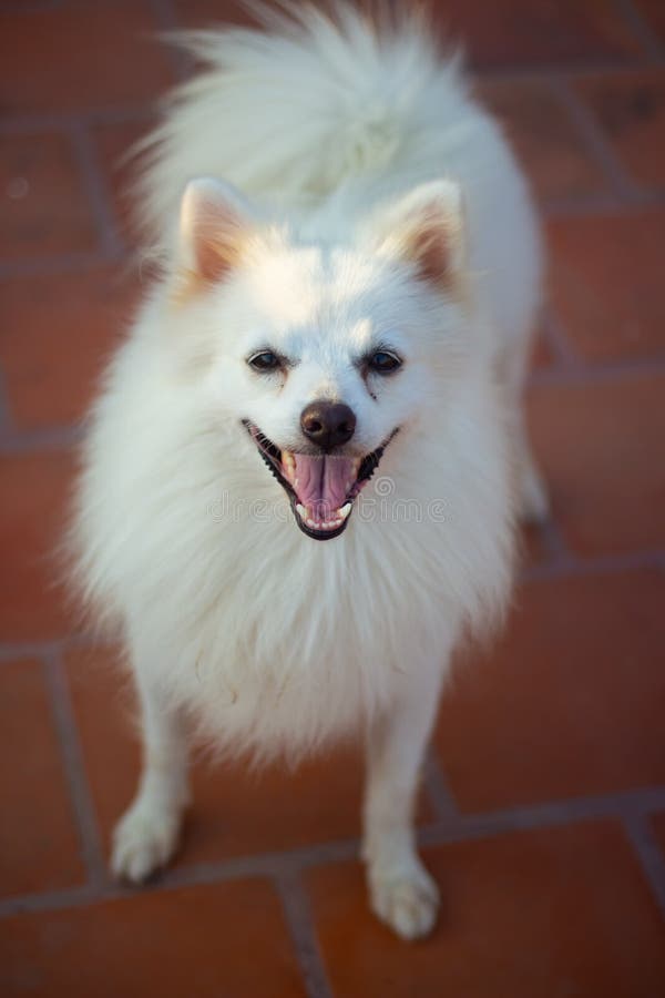 Indian Spitz Dog Posing Stock Image Image Of Holding 250688421 indian-spitz-dog-posing-stock-image-image-of-holding-250688421