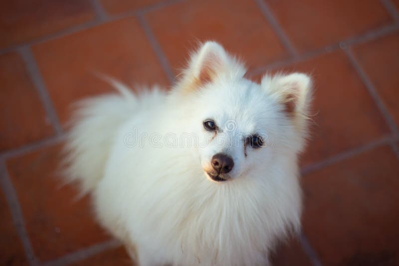 are indian spitz aggressive