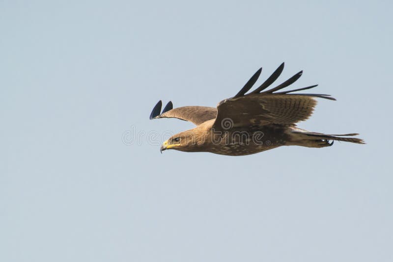 Indian spotted eagle flight shot